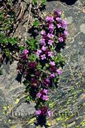 Thymus